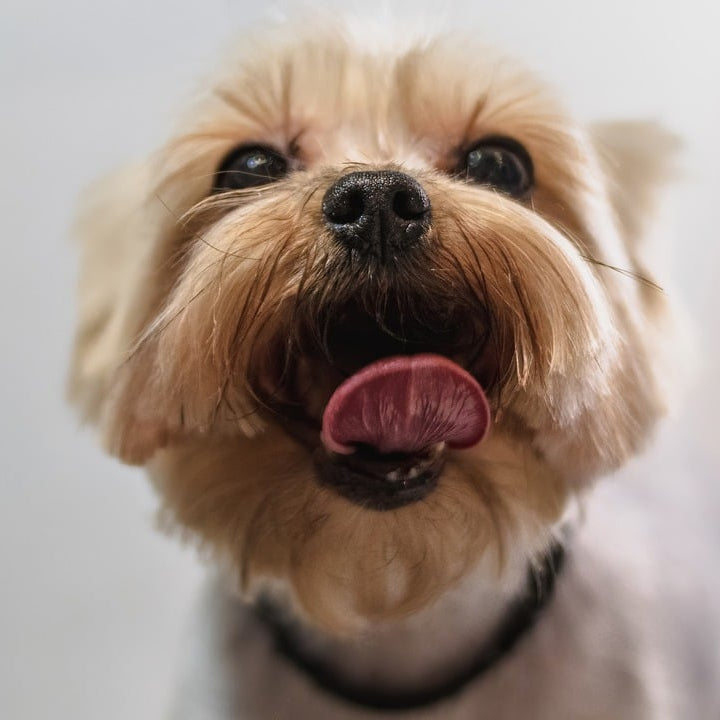 Encuentra tips y guías para el cuidado de tu mascota