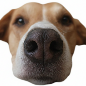 Hidratación de nariz y pulpejos  para perros y gatos en Bogotá