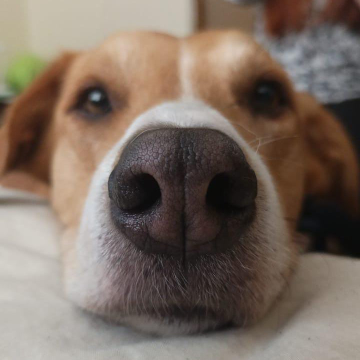 Hidratación de nariz y pulpejos para mascotas